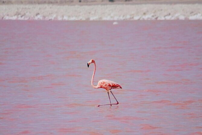 Authentic Guided Tour To The Pink Waters of Las Coloradas Yucatan - A Deep Dive into the Las Coloradas and Río Lagartos Tour