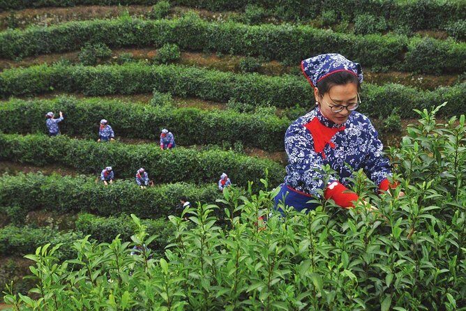 Authentic Hangzhou Longjing Tea Culture Experience Tour - Frequently Asked Questions