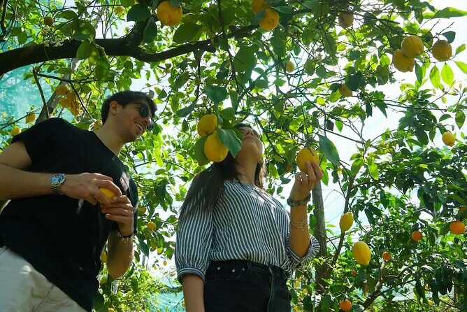 Authentic Lemon Experience at a Farm in Sorrento with Tastings - Discover the True Flavors of Sorrento on a Lemon Farm Tour