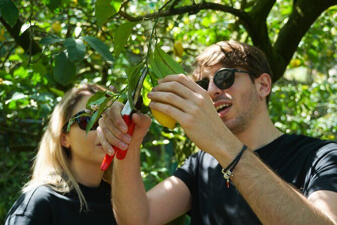 Authentic Lemon Experience at a Farm in Sorrento with Tastings - Key Points