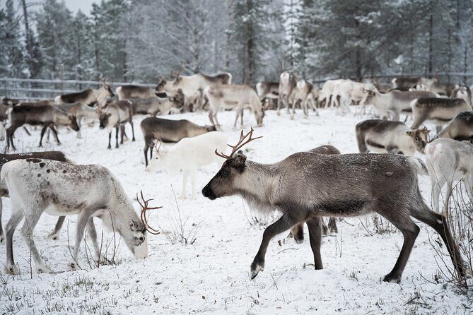 Authentic Reindeer experience in the wilderness in Levi - A Deep Dive into the Reindeer Husbandry Experience in Levi