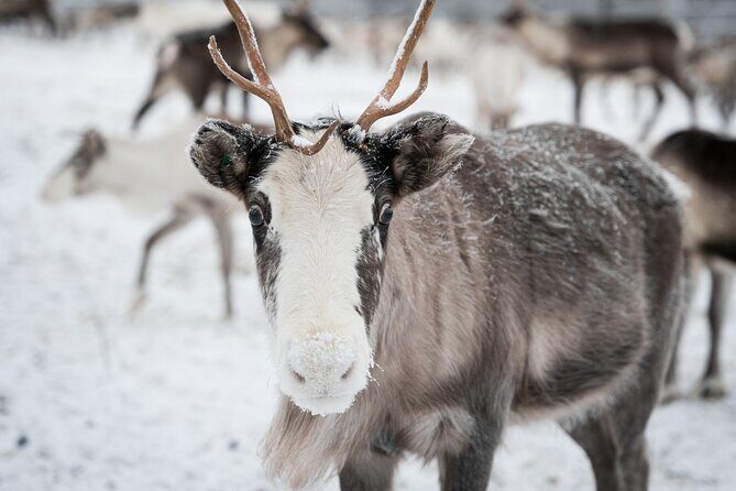 Authentic Reindeer experience in the wilderness in Levi - FAQs