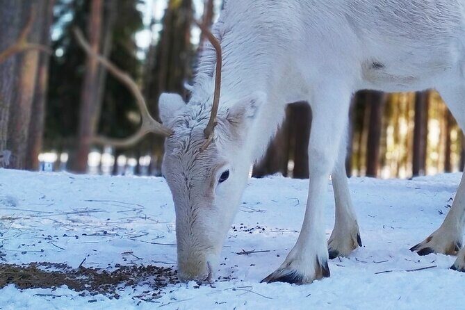 Authentic Reindeer Farm Experience in Rovaniemi - A Genuine Glimpse into Lapland’s Reindeer Culture