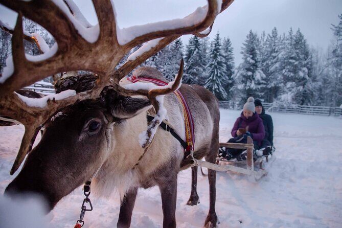 Authentic Reindeer Farm Experience in Rovaniemi - Who Should Consider This Tour?