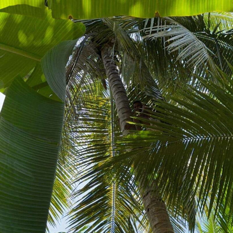 Authentic Sri Lankan Village Experience with Local Family - Authentic Sri Lankan Village Experience with Local Family