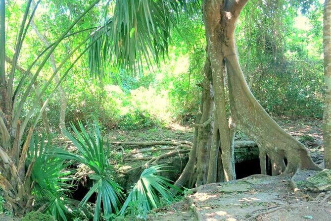 Automatic Buggy Rental 24h Live Cozumel at Your Rhythm - In-Depth Review of the Cozumel Buggy Rental Experience