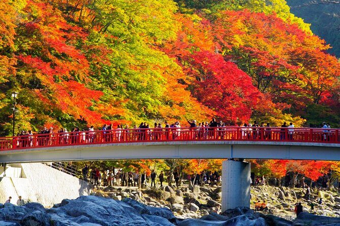 Autumn leaves illuminations at Korankei , winter cherry blossoms - A Closer Look at the Autumn Leaves and Cherry Blossoms Tour Near Nagoya