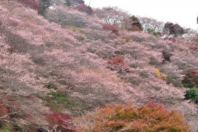 Autumn leaves illuminations at Korankei , winter cherry blossoms - Final Thoughts