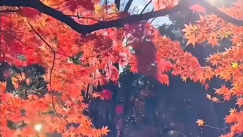 Autumn Leaves Meet Cherry Blossoms | Eihoji Temple & Shikizakura & Korankei Autumn Foliage Day Tour - At a glance