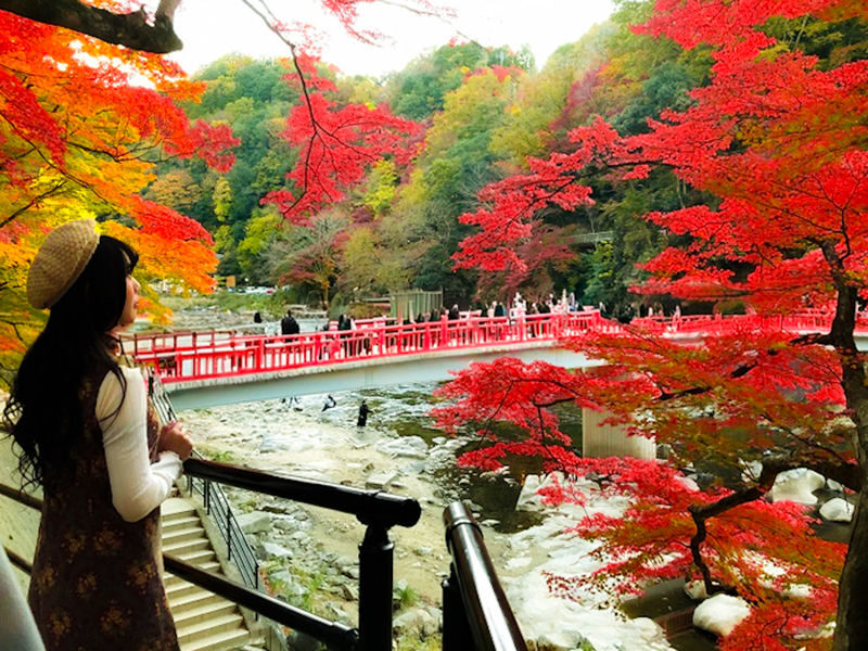 Autumn Leaves Meet Cherry Blossoms | Eihoji Temple & Shikizakura & Korankei Autumn Foliage Day Tour - Three autumn scenes, one bus day