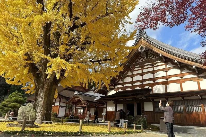 Autumn Leaves Meet Cherry Blossoms | Eihoji Temple & Shikizakura & Korankei Autumn Foliage Day Tour - Shikizakura: cherry blossoms in fall