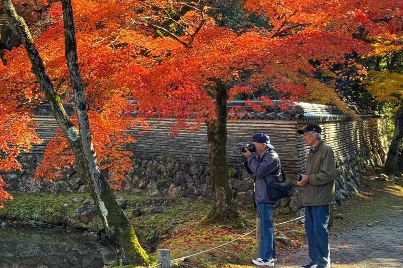 Autumn Leaves Meet Cherry Blossoms | Eihoji Temple & Shikizakura & Korankei Autumn Foliage Day Tour - Korankei Gorge: the headline foliage stop