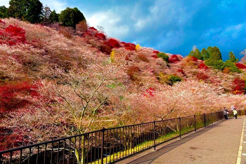 Autumn Leaves Meet Cherry Blossoms | Eihoji Temple & Shikizakura & Korankei Autumn Foliage Day Tour - What the bus tour does well