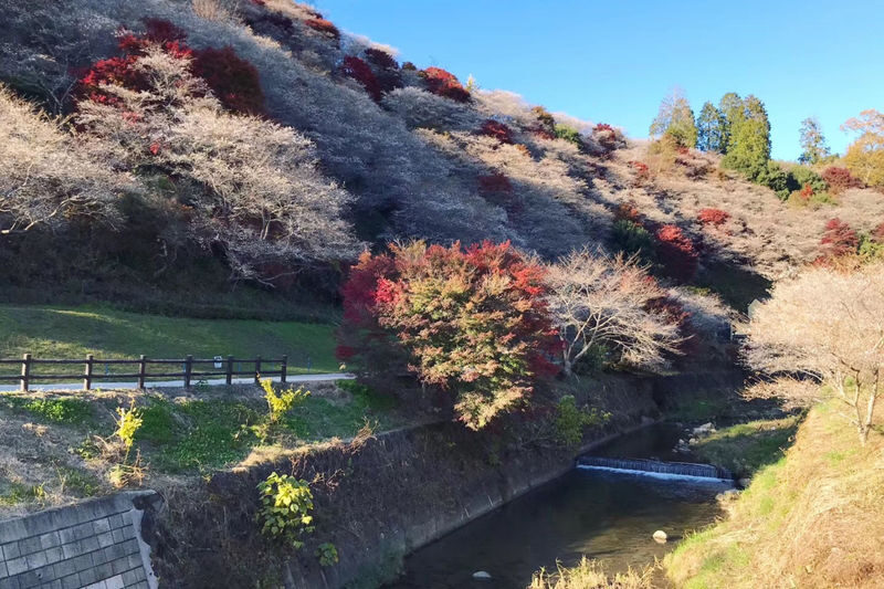 Autumn Leaves Meet Cherry Blossoms | Eihoji Temple & Shikizakura & Korankei Autumn Foliage Day Tour - How to make the day work for you