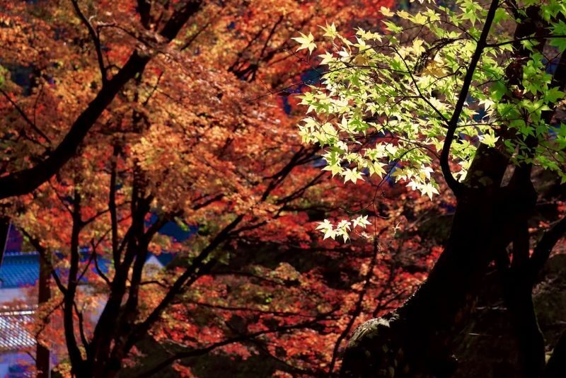 Autumn Leaves Meet Cherry Blossoms | Eihoji Temple & Shikizakura & Korankei Autumn Foliage Day Tour - Who should book this foliage day