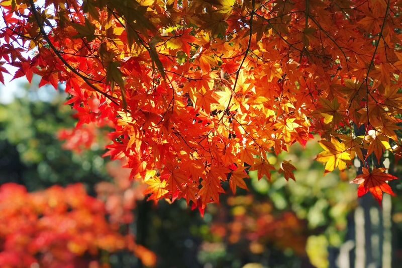 Autumn Leaves Meet Cherry Blossoms | Eihoji Temple & Shikizakura & Korankei Autumn Foliage Day Tour - Should you book it?