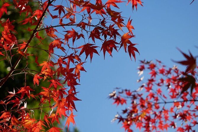 Autumn Leaves Private Tour in Nagoya - An Immersive Autumn Experience in Nagoya