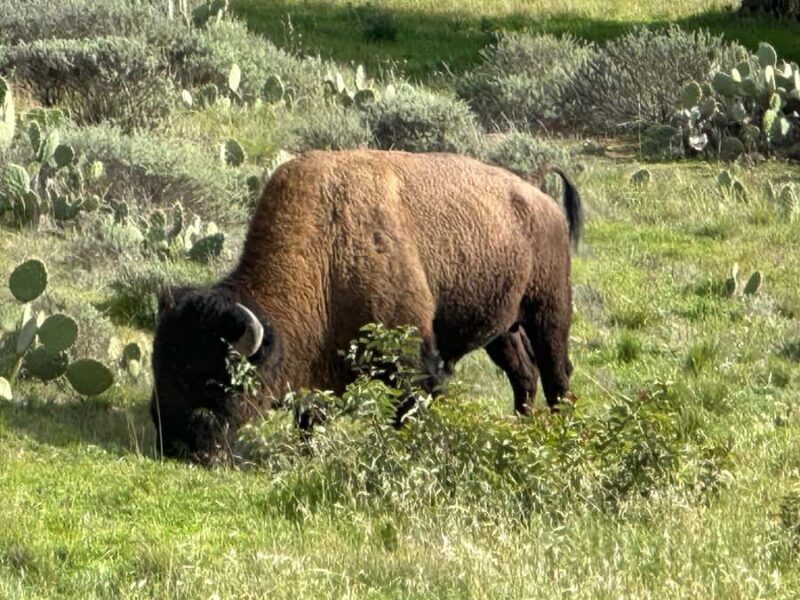 Avalon, Catalina Island: 2-Hour Inside Adventure Tour - The Best Views and Photo Opportunities