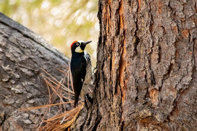 Avalon on Foot Self-Guided Audio Tour of Catalina Island - Practical Details and Tips