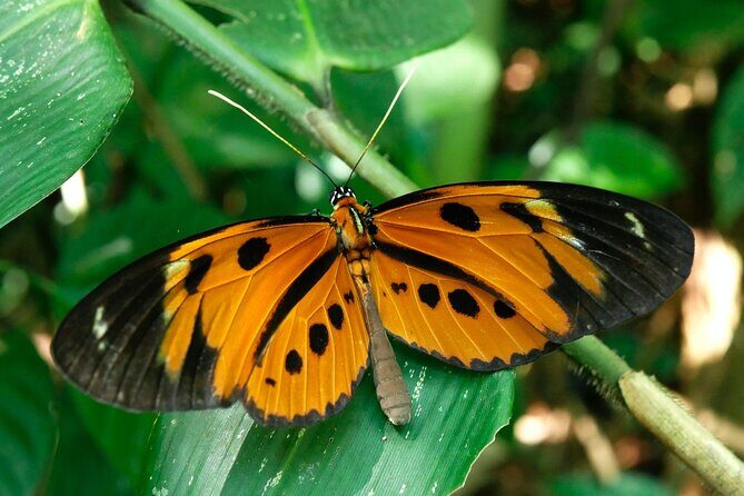 Aventuras Inolvidables en el Parque Nacional del Manu: - Final Thoughts