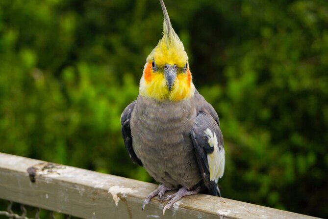 Aviary Tour and Tricao Park with Tasting in Undurraga Vineyard - Final Thoughts