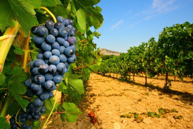 Avignon: Full-Day Wine Tour around Châteauneuf-du-Pape - Final Thoughts