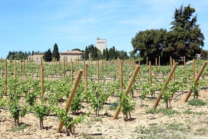 Avignon's history, local culture & the wines of Châteauneuf du Pape private tour - FAQs