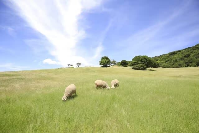 Awaji Farm Park England Hill Admission Ticket in Hyogo - Koalas are the main event, but not the whole day