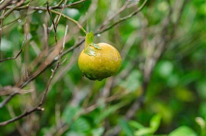 Awamori Pairing Lunch in Yanbaru Local Flavors and Traditions - FAQ