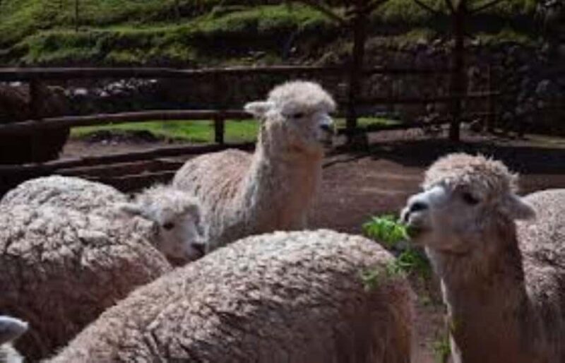 Awana Cancha Tour: History, Landscapes and Incan Culture - Key Points