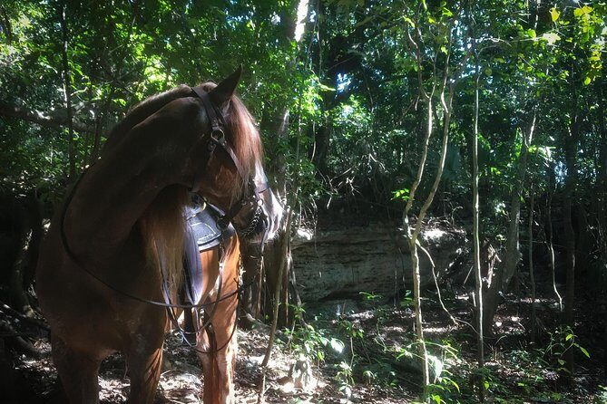 Award-winning Classic Horseback Ride (max. 6 riders) - Exploring the Horseback Experience in Playa del Carmen