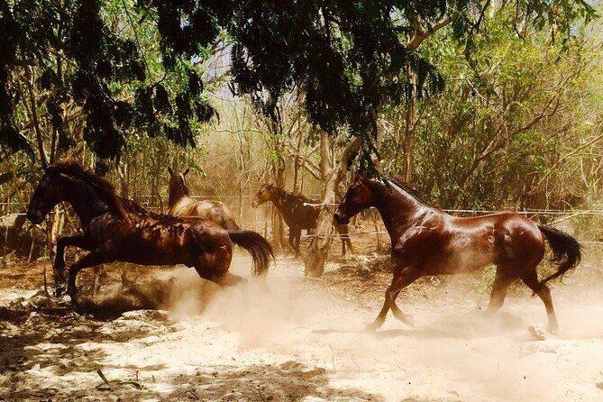 Award-winning Private Classic Horseback Ride - A Deep Dive into the Experience