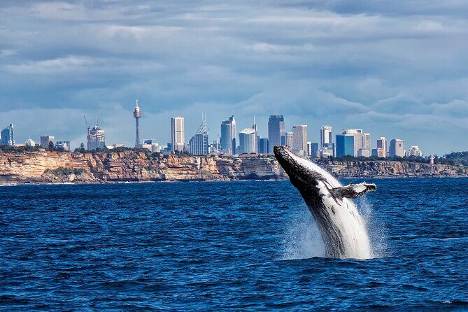 Awesome Sydney Lunch Cruise with Whale Watching Activity Tour - Experience the Beauty of Sydney with a Lunch and Whale Watching Cruise