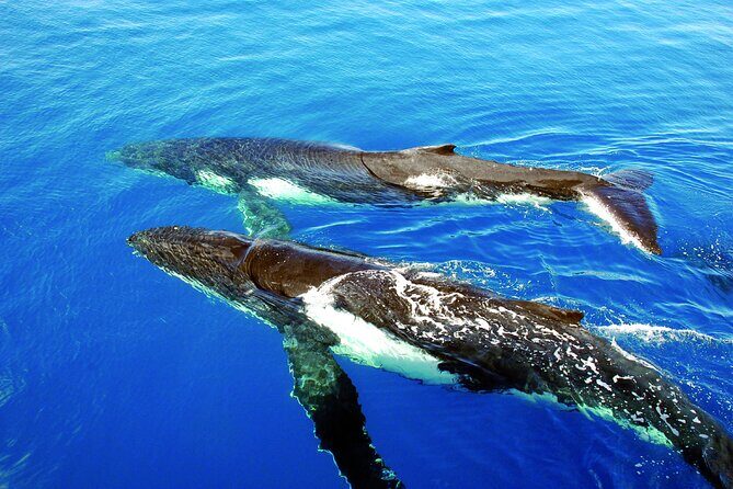 Awesome Sydney Lunch Cruise with Whale Watching Activity Tour - Key Points