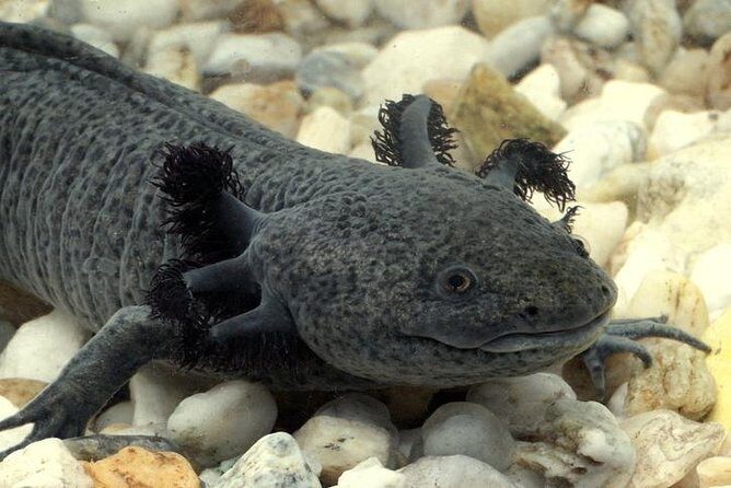 Axolotl Tour from CDMX - Experience the Mystical World of Axolotls on a Full-Day Tour from Mexico City