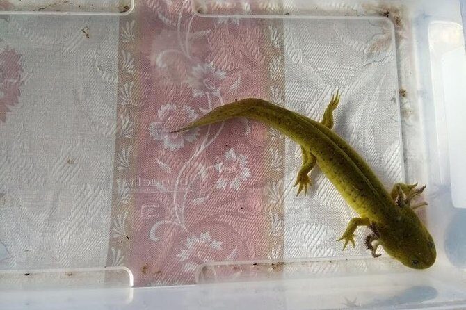 Axolotl Tour from CDMX - Key Points