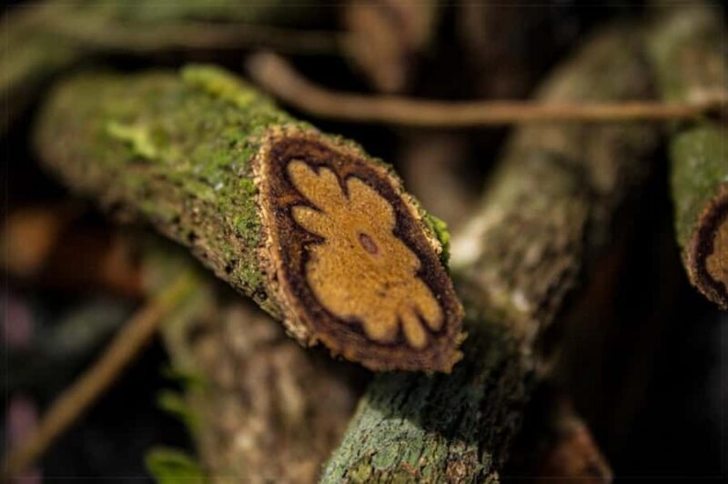 Ayahuasca Ceremony 1 Day in Cusco - The Value Perspective