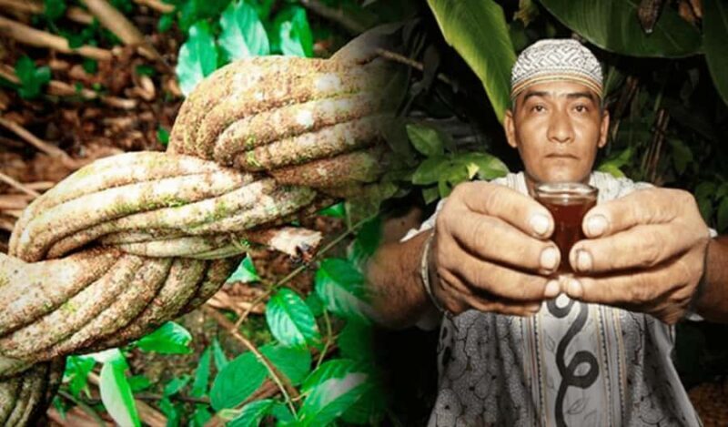 Ayahuasca Five Days - Who Should Consider This Retreat?