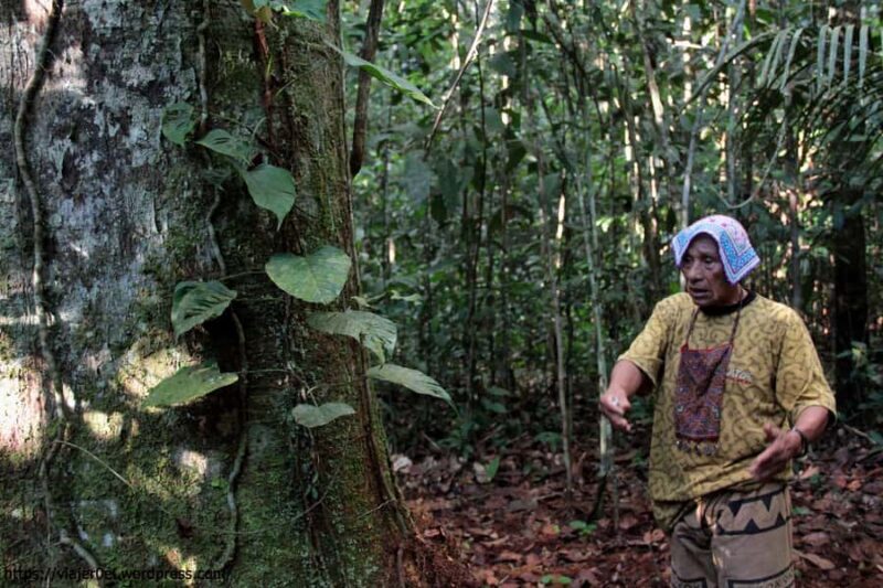 Ayahuasca  Iquitos | Purification, Learning and Healing - The Experience in Detail
