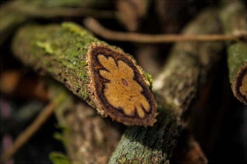 Ayahuasca Three Days - What to Expect from the Experience