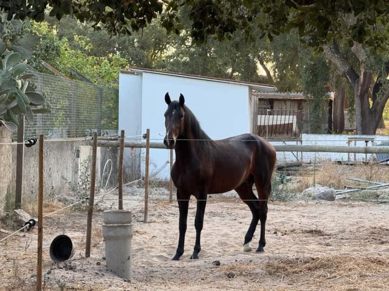 Azeitão: Horseback Riding, Tasting, Farms, and Cristo Rei - FAQ