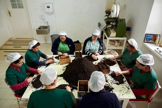 Azores: 1 Day Private Tour Furnas Volcanic Activity & Hot Springs - The Practicalities: Transportation, Cost, and Flexibility