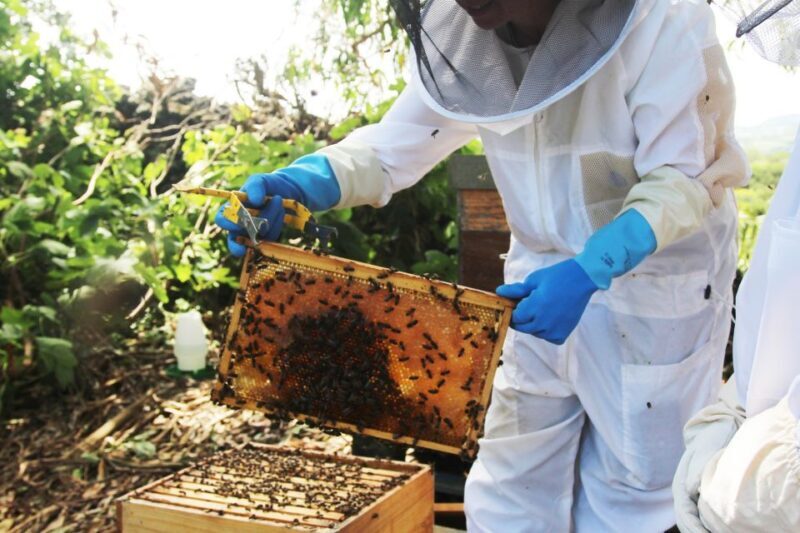 Azores Beekeeping Tour and Honey Taste - Final Thoughts: Who Will Love This Experience?