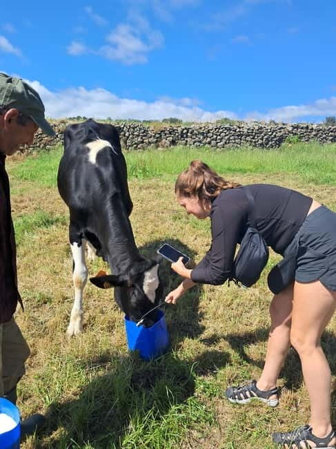 Azores: Half-Day Dairy Farm Tour - Who Will Love This Tour?