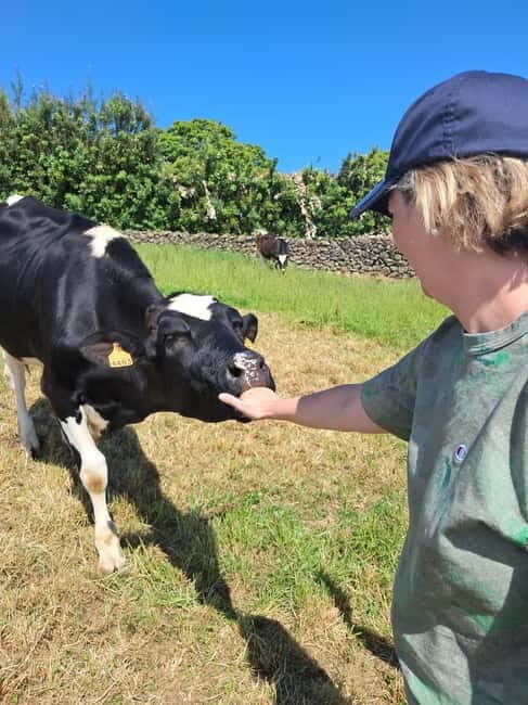 Azores: Half-Day Dairy Farm Tour - FAQs