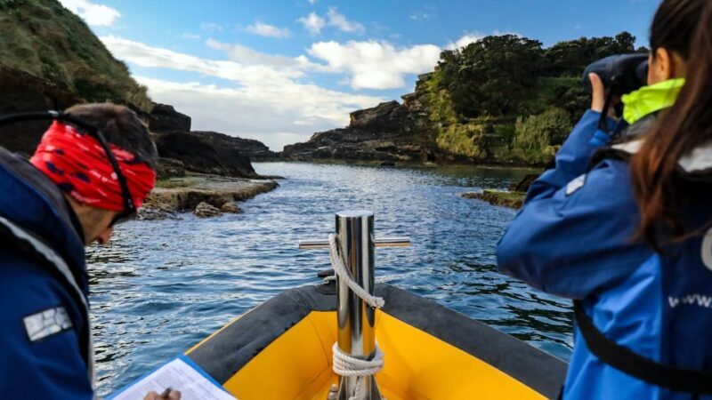 Azores Marine Birdwatching Expedition w/ Biologist Guide - A Closer Look at What to Expect