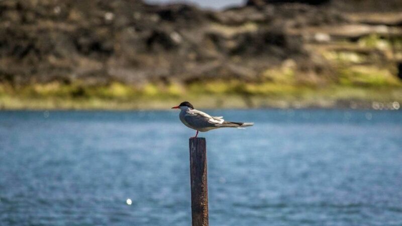 Azores Marine Birdwatching Expedition w/ Biologist Guide - Who Will Love This Tour?