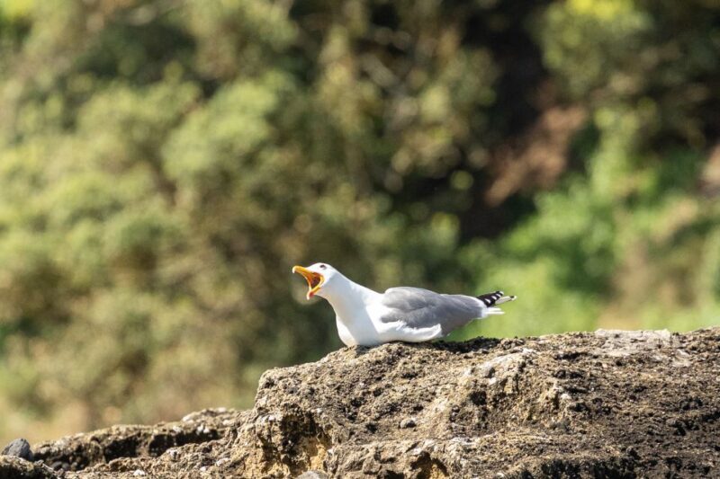 Azores Marine Birdwatching Expedition w/ Biologist Guide - FAQ