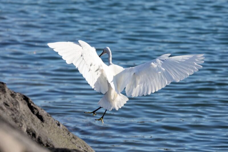 Azores Marine Birdwatching Expedition w/ Biologist Guide - Final Thoughts