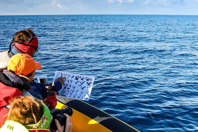 Azores Marine Birdwatching Expedition w/ Biologist Guide - Key Points